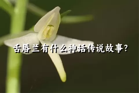 舌唇兰有什么神话传说故事？