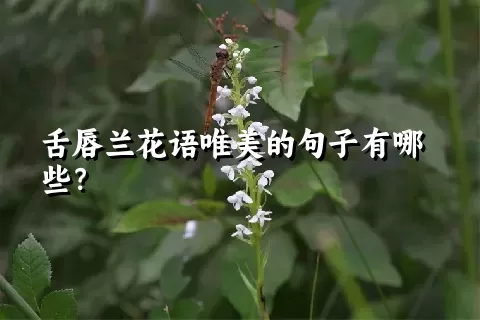 舌唇兰花语唯美的句子有哪些？