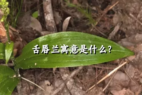 舌唇兰寓意是什么？