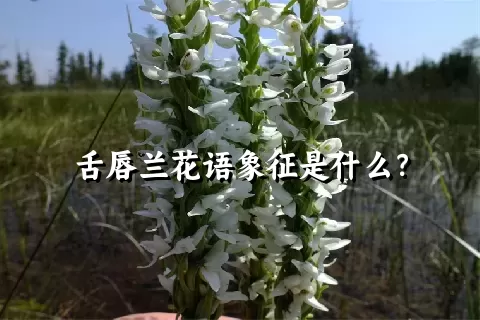 舌唇兰花语象征是什么？