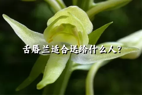 舌唇兰适合送给什么人？