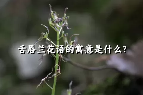 舌唇兰花语的寓意是什么？