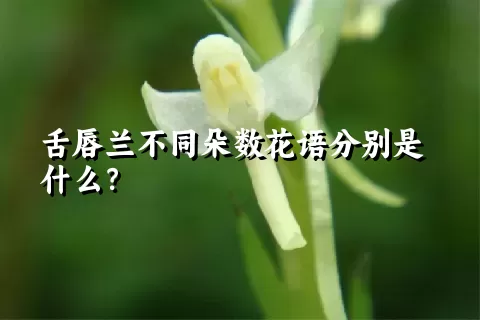 舌唇兰不同朵数花语分别是什么？