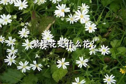 繁缕花是什么花？