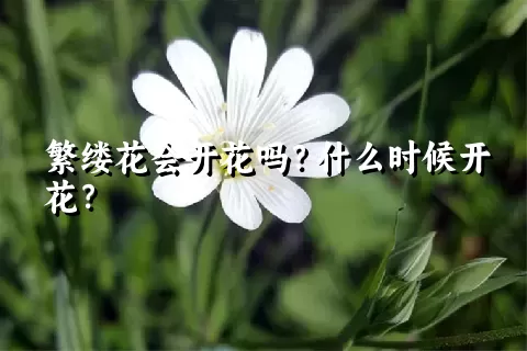 繁缕花会开花吗？什么时候开花？