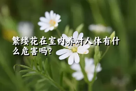 繁缕花在室内养对人体有什么危害吗？