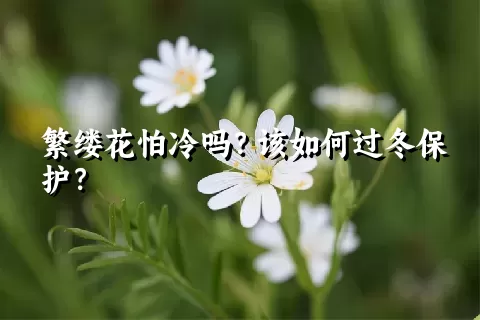 繁缕花怕冷吗？该如何过冬保护？