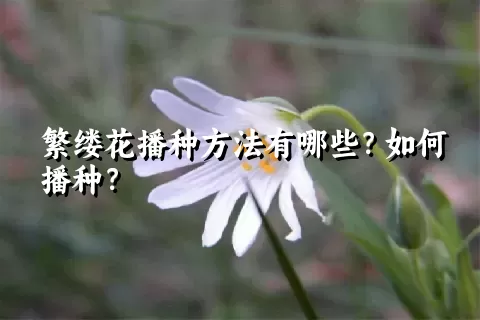 繁缕花播种方法有哪些？如何播种？