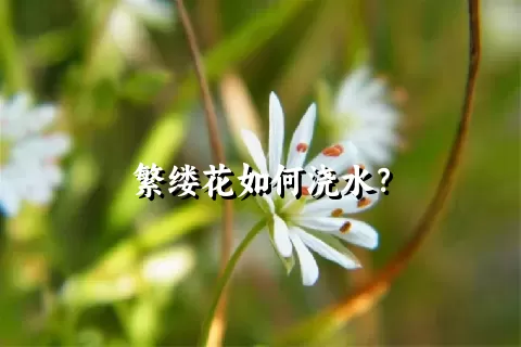 繁缕花如何浇水？