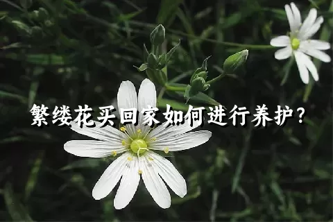 繁缕花买回家如何进行养护？