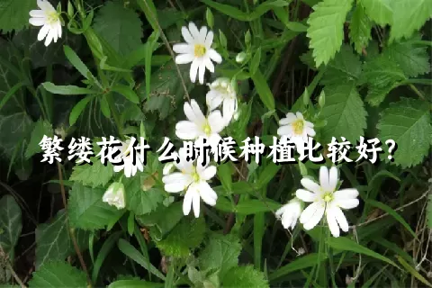 繁缕花什么时候种植比较好？