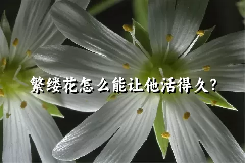 繁缕花怎么能让他活得久？