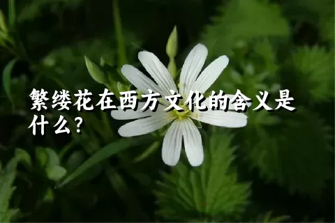 繁缕花在西方文化的含义是什么？