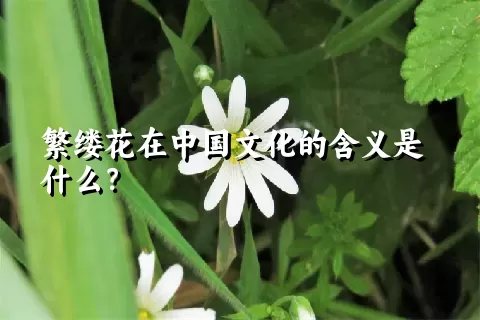 繁缕花在中国文化的含义是什么？