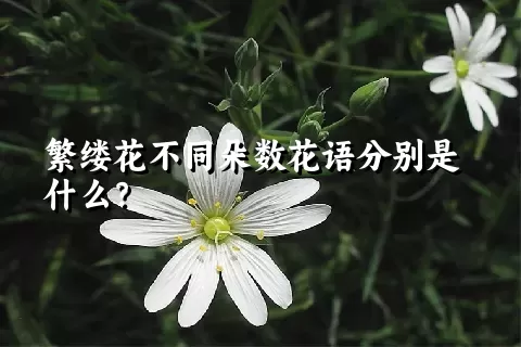 繁缕花不同朵数花语分别是什么？