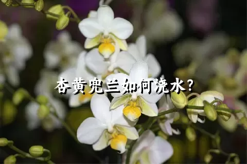 杏黄兜兰如何浇水？