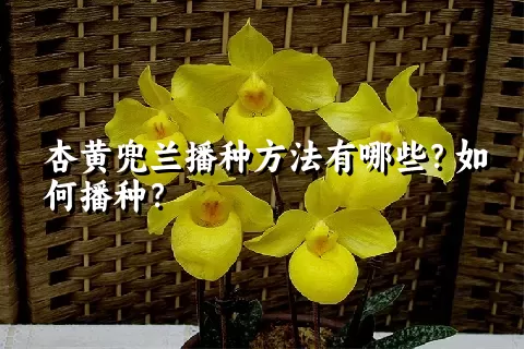 杏黄兜兰播种方法有哪些？如何播种？