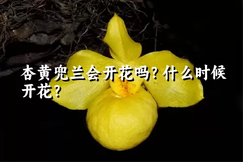 杏黄兜兰会开花吗？什么时候开花？