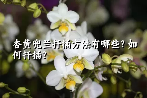 杏黄兜兰扦插方法有哪些？如何扦插？