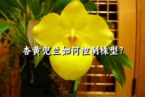 杏黄兜兰如何控制株型？