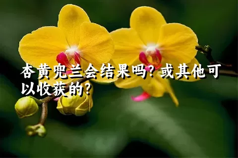 杏黄兜兰会结果吗？或其他可以收获的？