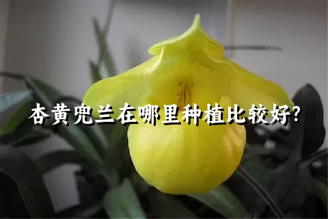 杏黄兜兰在哪里种植比较好？