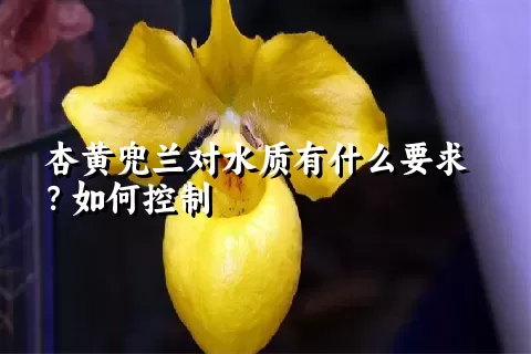 杏黄兜兰对水质有什么要求？如何控制