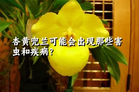 杏黄兜兰可能会出现那些害虫和疾病？