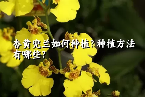 杏黄兜兰如何种植？种植方法有哪些？