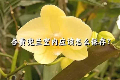 杏黄兜兰室内应该怎么保存？