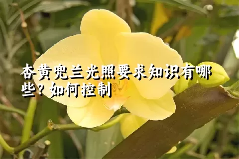 杏黄兜兰光照要求知识有哪些？如何控制