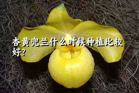 杏黄兜兰什么时候种植比较好？