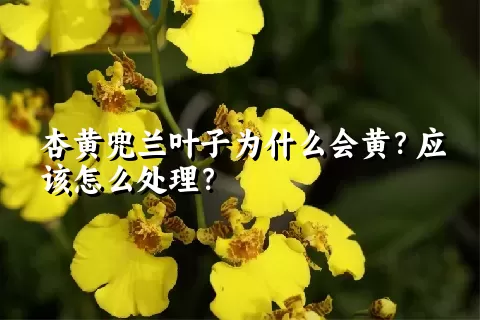 杏黄兜兰叶子为什么会黄？应该怎么处理？