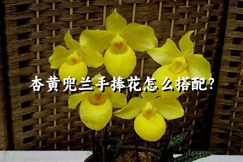 杏黄兜兰手捧花怎么搭配？