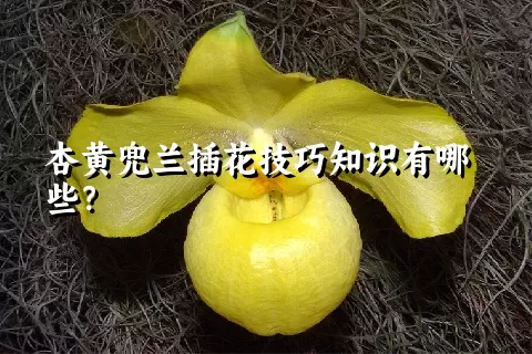 杏黄兜兰插花技巧知识有哪些？