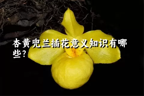 杏黄兜兰插花意义知识有哪些？