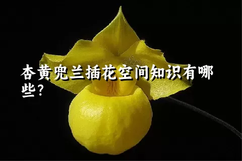 杏黄兜兰插花空间知识有哪些？