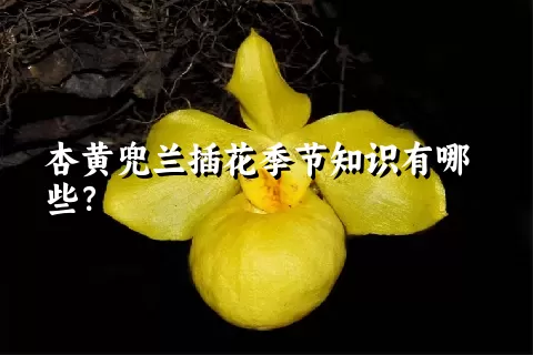 杏黄兜兰插花季节知识有哪些？