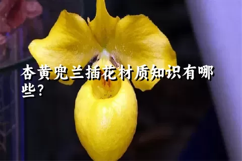 杏黄兜兰插花材质知识有哪些？