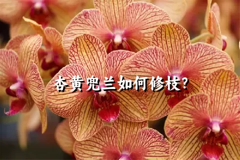 杏黄兜兰如何修枝？