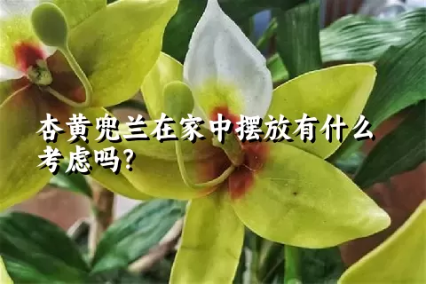 杏黄兜兰在家中摆放有什么考虑吗？