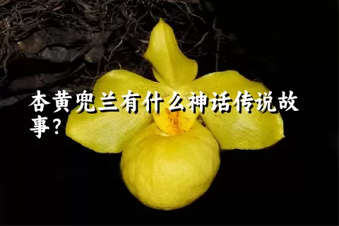 杏黄兜兰有什么神话传说故事？