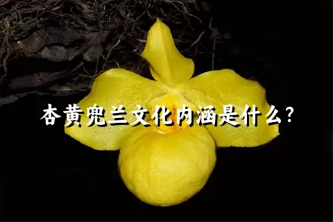 杏黄兜兰文化内涵是什么？