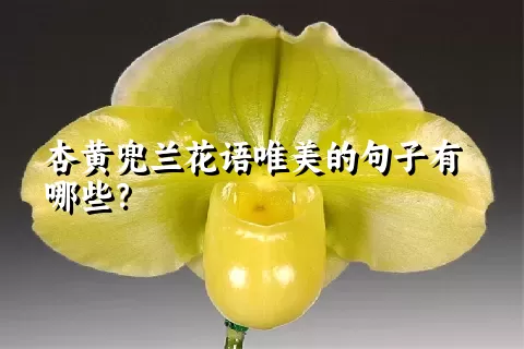 杏黄兜兰花语唯美的句子有哪些？