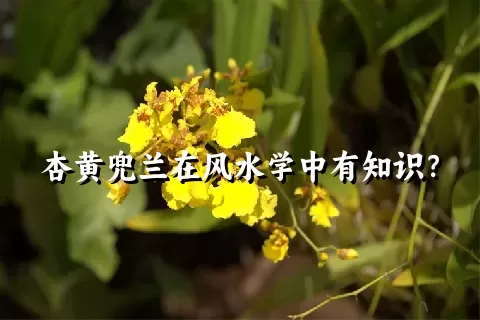 杏黄兜兰在风水学中有知识？