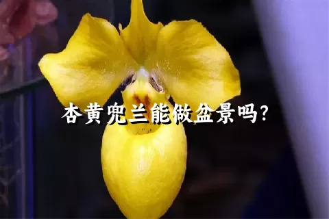 杏黄兜兰能做盆景吗？