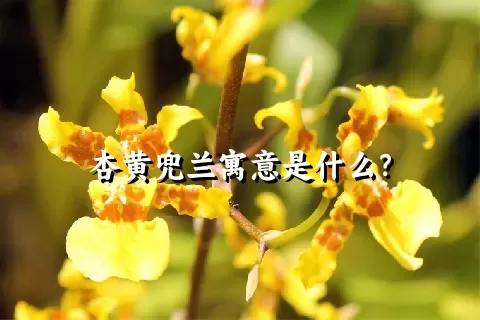 杏黄兜兰寓意是什么？