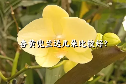 杏黄兜兰送几朵比较好？