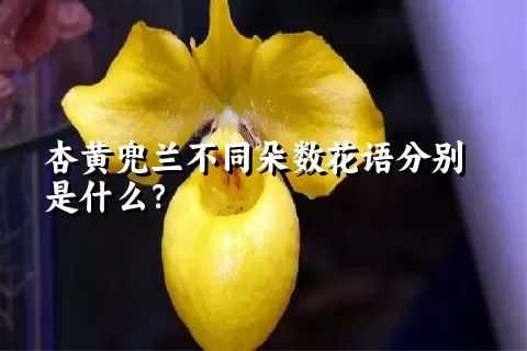 杏黄兜兰不同朵数花语分别是什么？