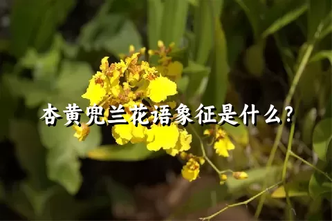 杏黄兜兰花语象征是什么？